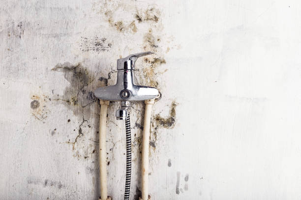 Best Localized Mold Remediation (e.g., coastal areas, humid climates) in Wausau, WI