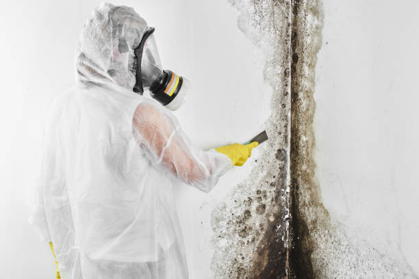 Best Commercial Mold Remediation in Wausau, WI