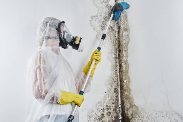 Best HVAC Mold Remediation in Wausau, WI