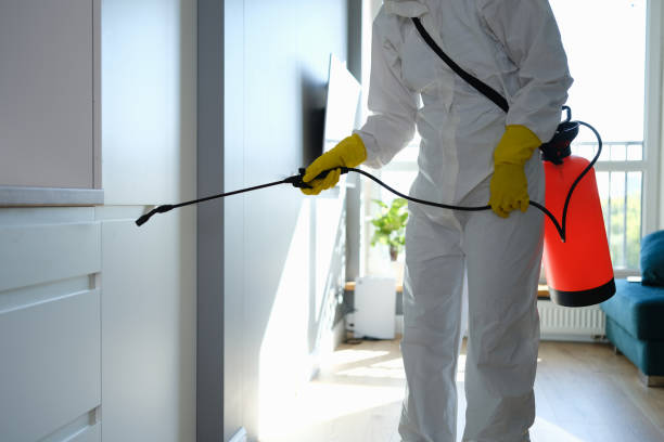 Best Basement Mold Remediation in Wausau, WI