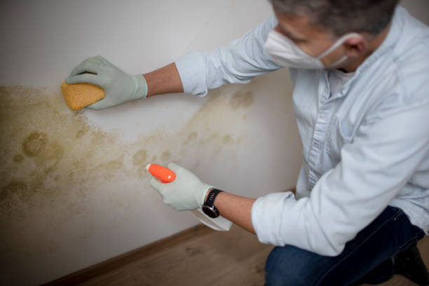 Best Attic Mold Remediation in Wausau, WI