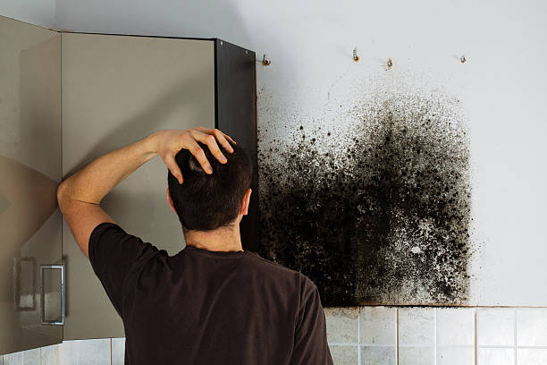 Best Post-Flood Mold Remediation in Wausau, WI