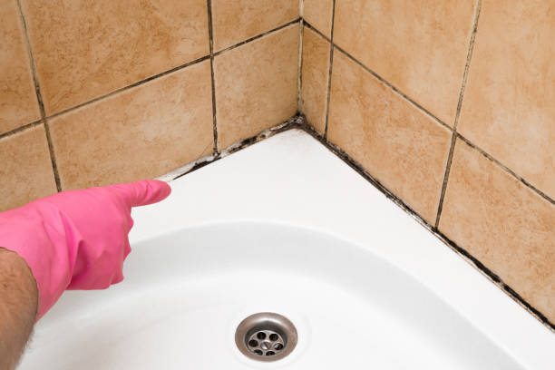 Best Preventive Mold Services in Wausau, WI
